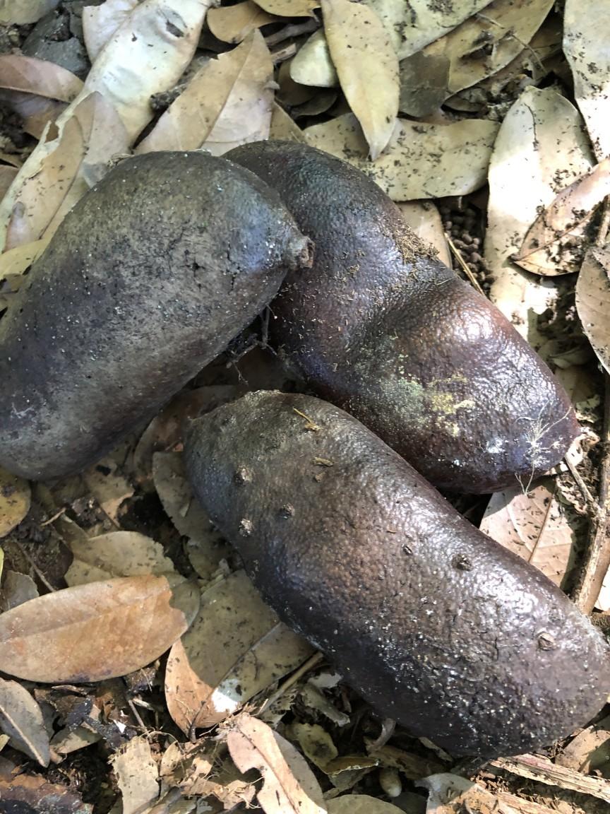 Jatobá, tree planted and digitally identified by EcoArts